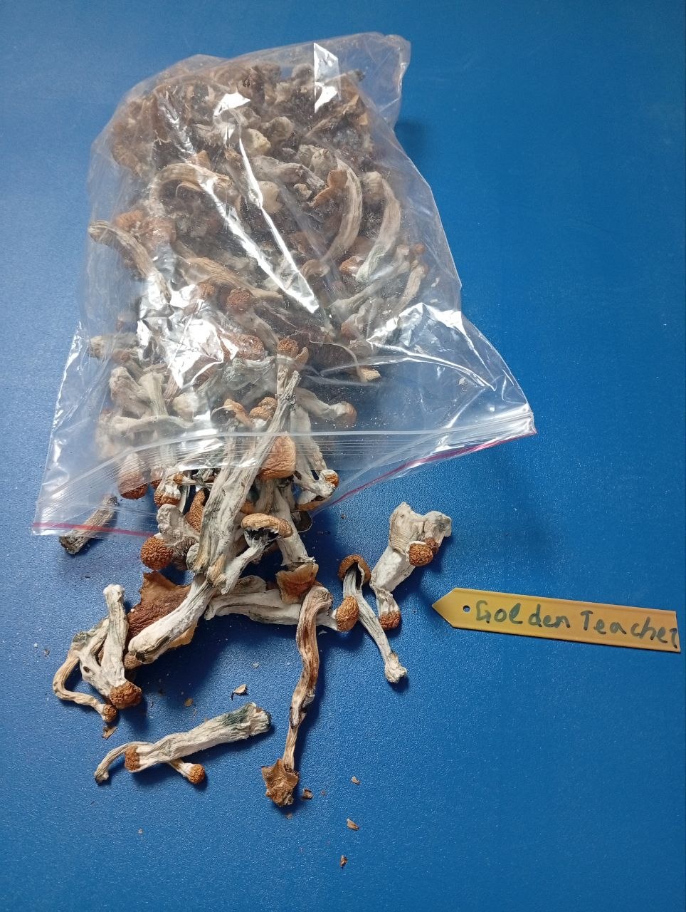 3g Mushrooms › 🍄 GOLDEN TEACHER