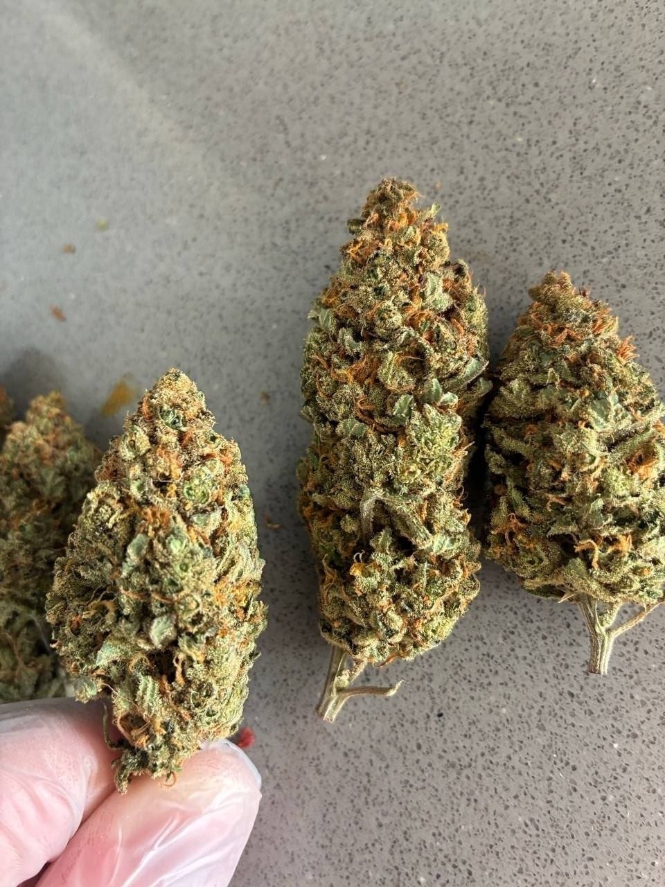 5 g Marijuana › 🥦 WIW 🥦 Paljassaare (🌿 Amnesia)